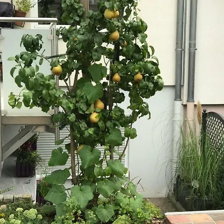Appartement Ferienwohnung Schmidt *